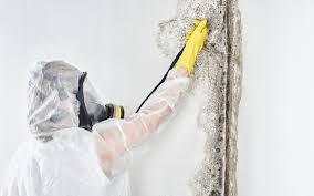 Best Residential Mold Inspection & Testing  in Encinal, TX